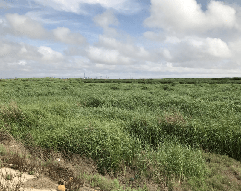 互花米草作为全球最危险的100种外来入侵物种之一,严重危害滨海湿地