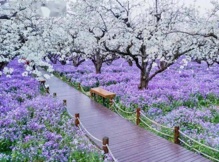 春游大赏丨江苏适合春天旅行的景区,每一个都很惊艳