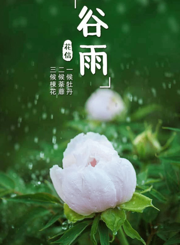 谷雨节气花信图片