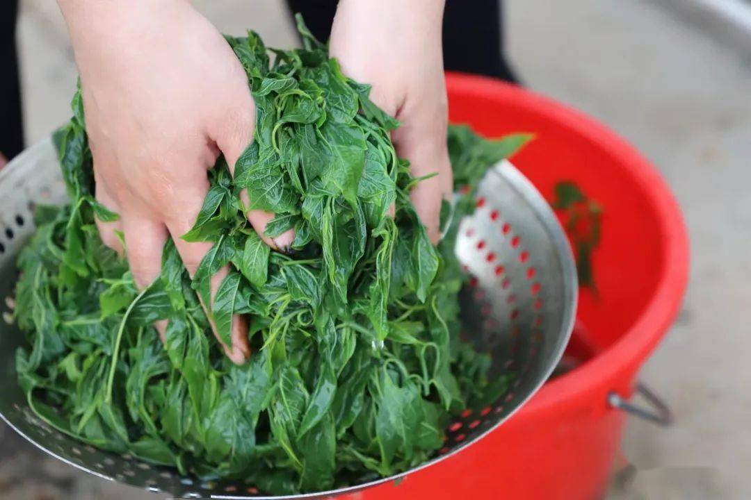 泽雅老家这种野菜30元一斤都买不到了,今年你摘了吗?