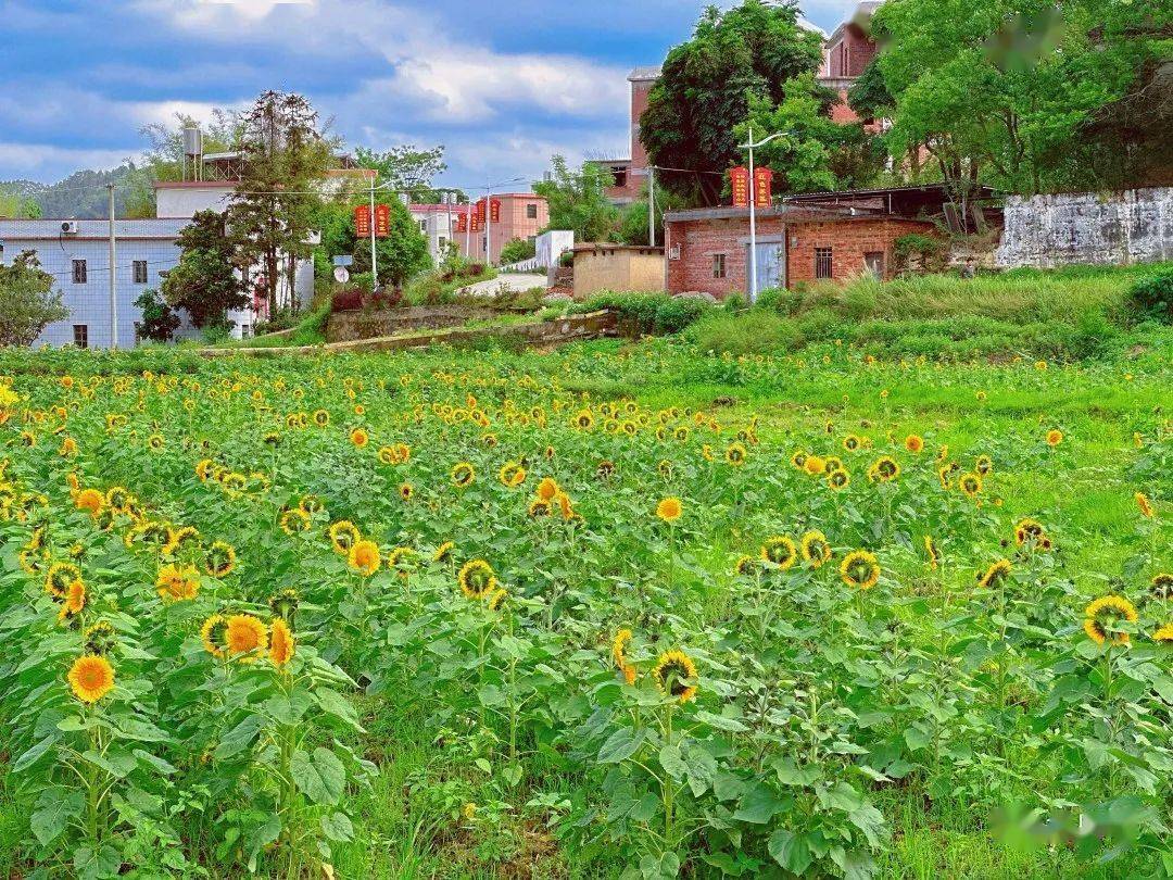龙川黄布有个百合花世界,数十万朵鲜花娇艳欲滴惹人醉!