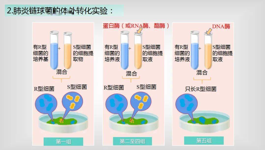 肺炎双球菌转化实验图片