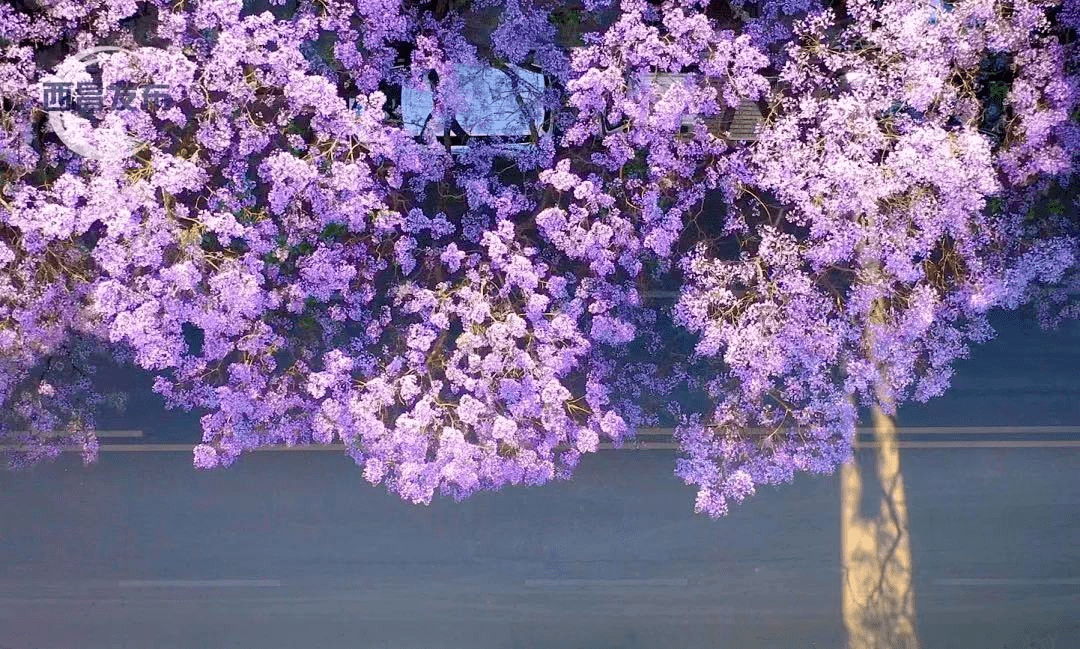 西昌紫色花海图片