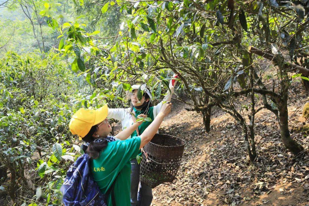 2023茶山行第二站 | 走进南糯山,探访古茶园,体验采茶,制茶,品茶之旅