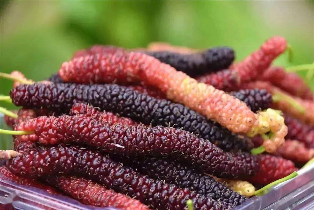 走起!_桑葚_江源镇_成都