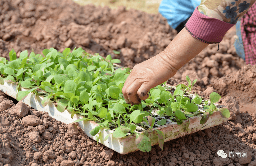 小苗孕育"红大"希望,宝华镇全面开启烤烟移栽工作_生产_刘国文_发展