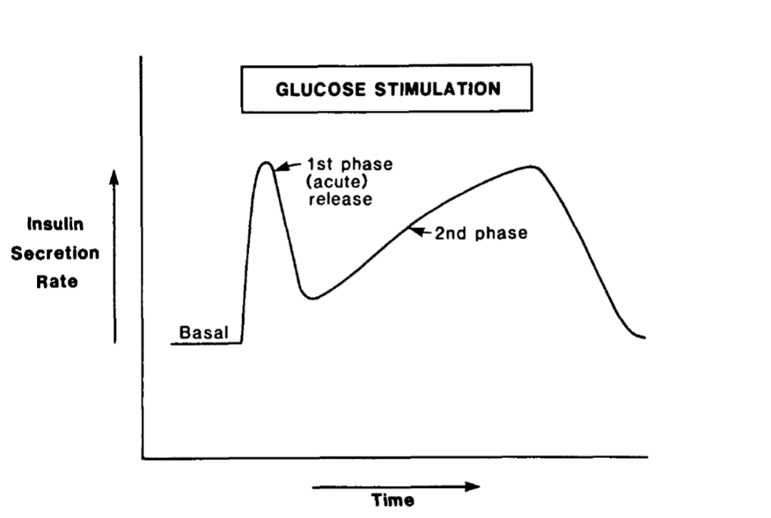 胰岛素分泌时相图片