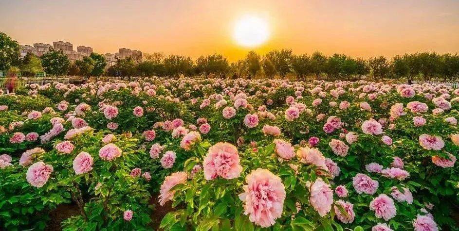 赴一场浪漫花事 | 这个春天来牡丹区看看花海吧!_芍药_菏泽_品种
