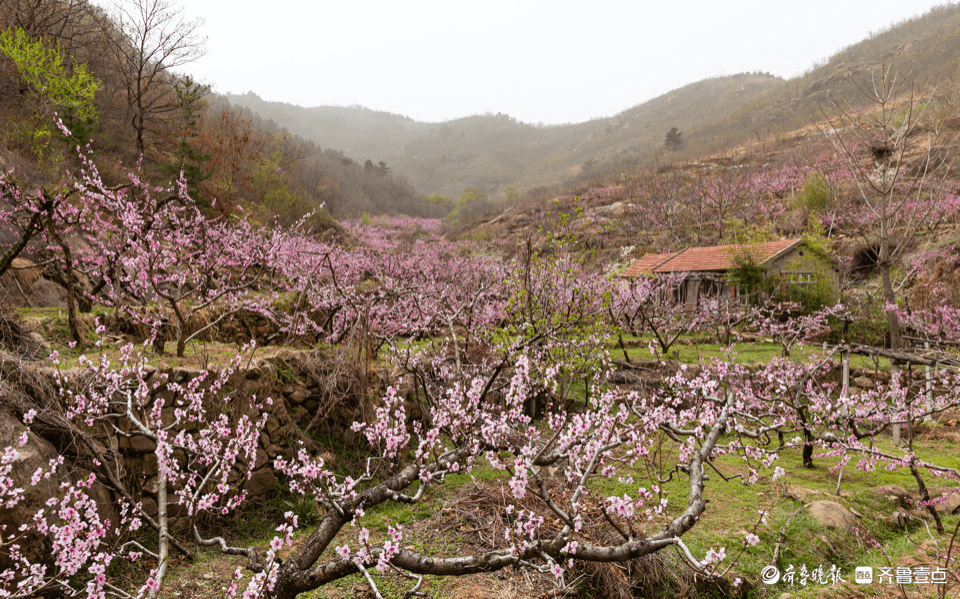 博山池上,一个桃花盛开的地方