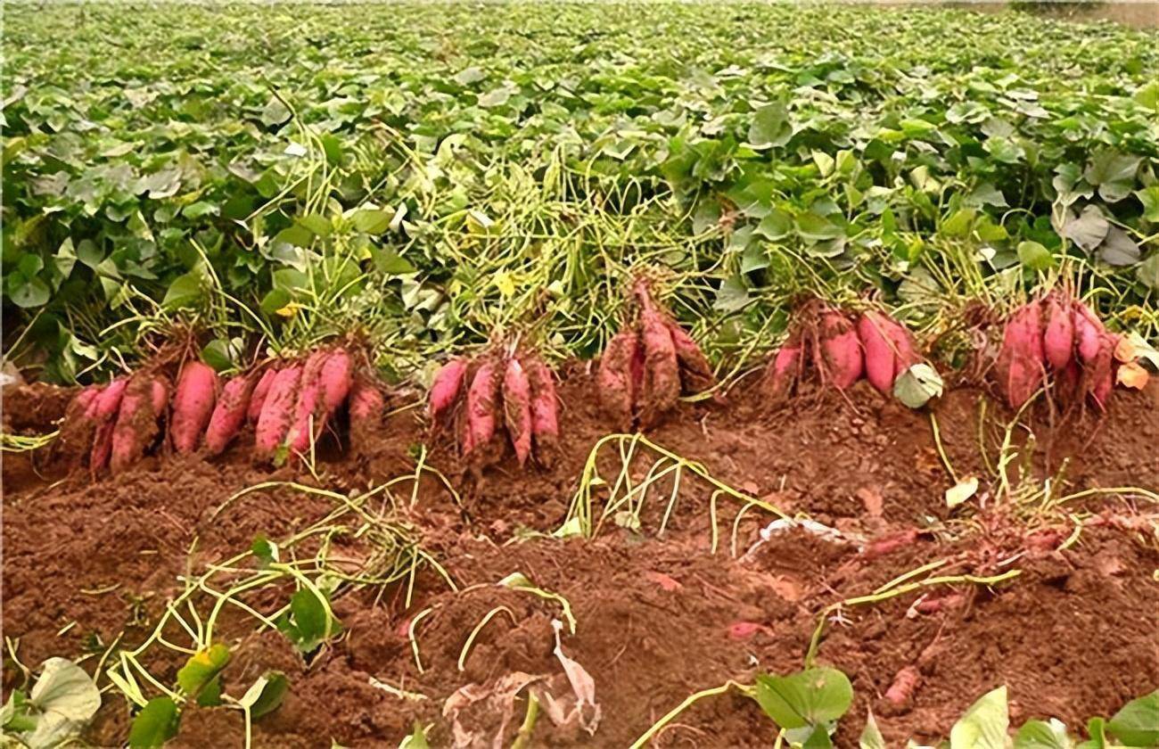 红薯根系发达,具有较强的耐旱能力,植株的含水量高达85%