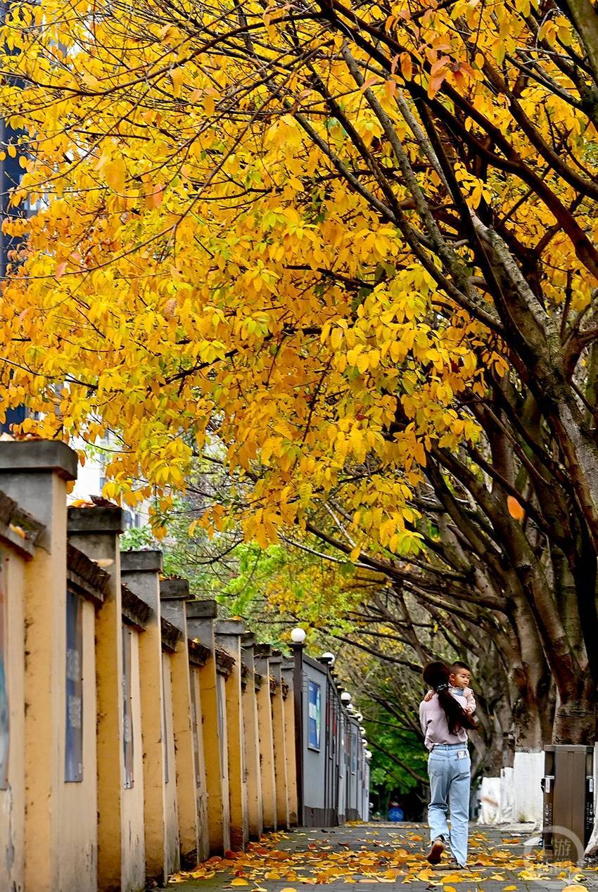 满城金黄 春日山城赏"秋景"_黄葛树_摄影_满地
