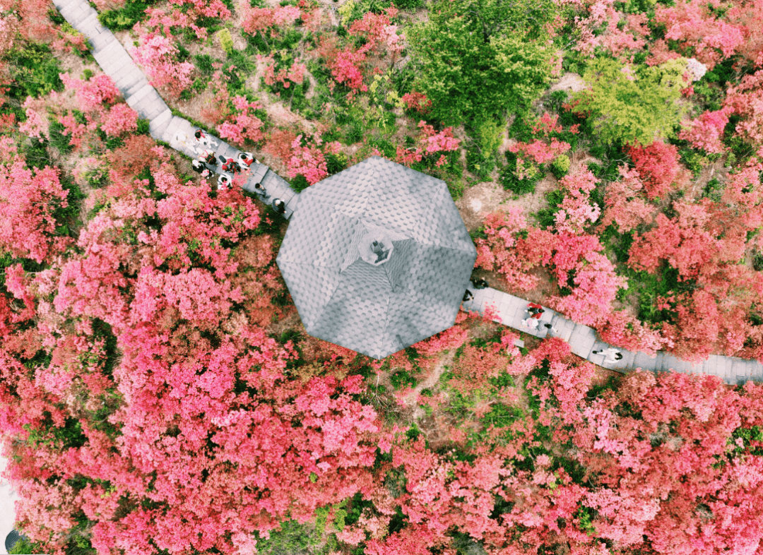 我翻山越岭去找你,想告诉你高姥山的杜鹃花开了_摄影_浙中_江南游