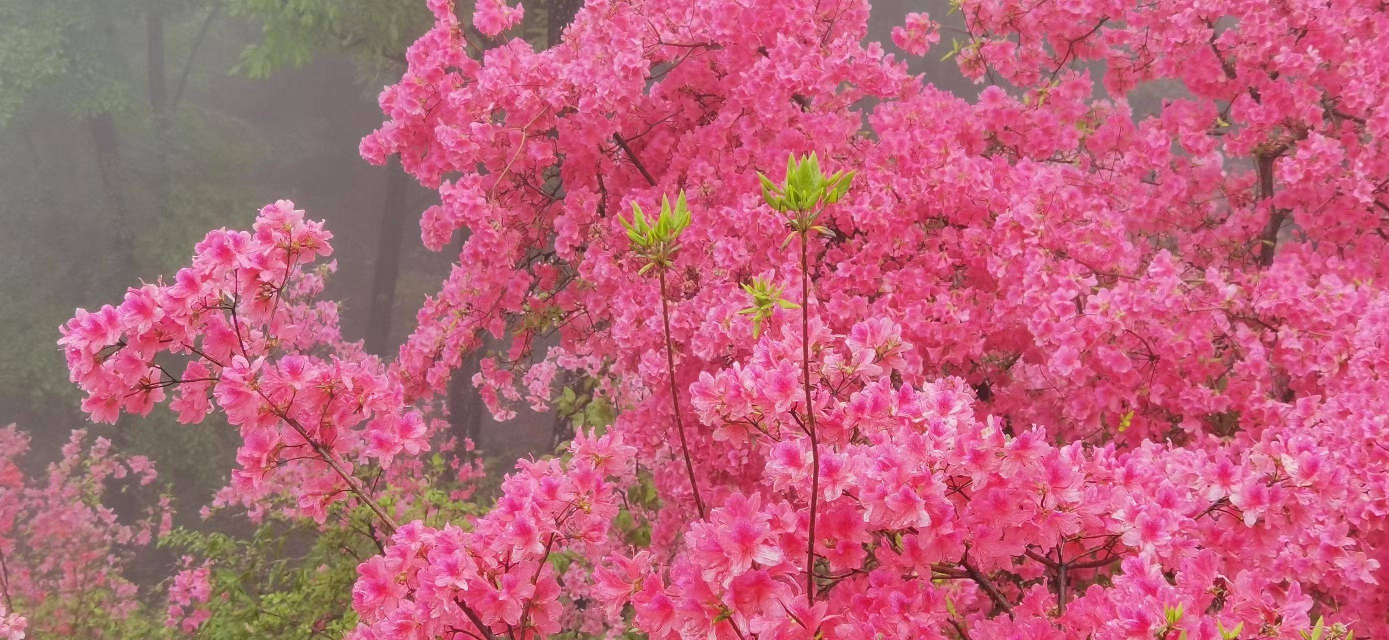 第三屆魯山杜鵑花節開幕_旅遊資源_開幕式_絲綢