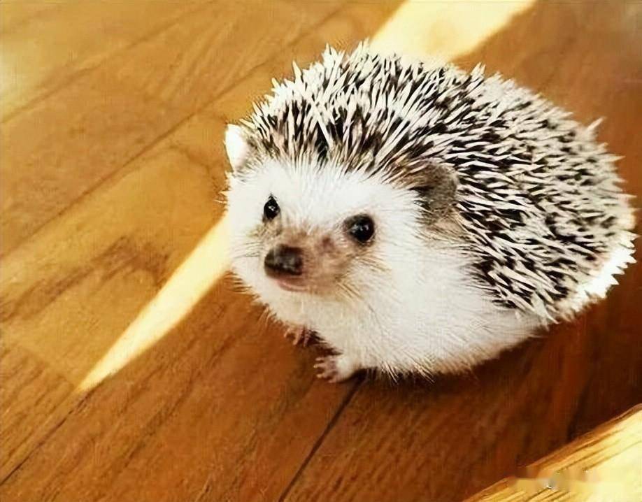 松鼠_豚鼠_荷兰