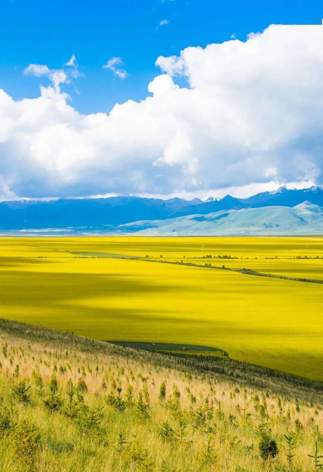 祁连_草原_青海湖