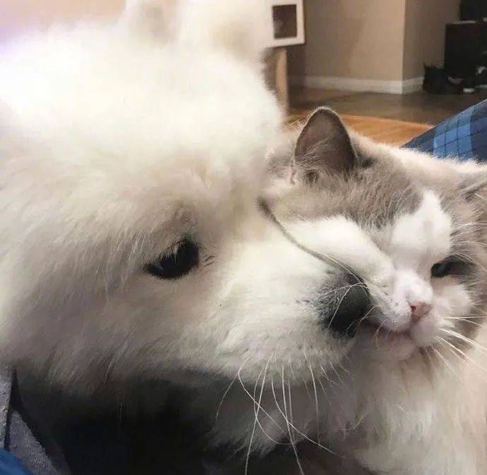 为什么萨摩耶和猫猫合影表情看起来都很痴汉?_满眼