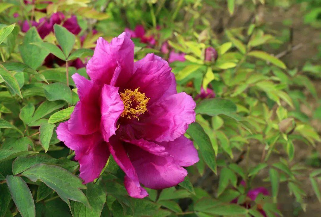 【鞓红花开动古城】丨正值春深暖意融,天香国色看鞓红_青州_牡丹_临淄