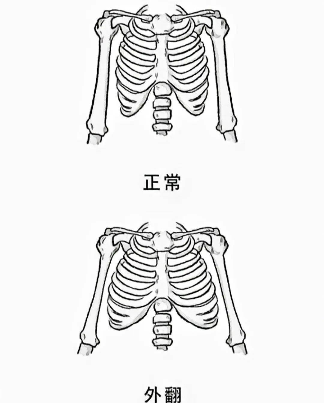 呼吸在胸廓上有三个维度的变化,第1至第6肋骨和胸骨上下运动,7至10肋