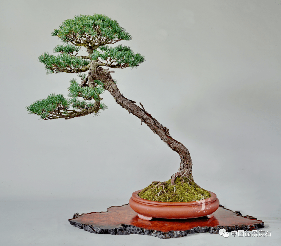 赵庆泉印象(中)| 潇洒扬州人未老,诗衢徜徉远俗尘_诗韵_盆景_cm