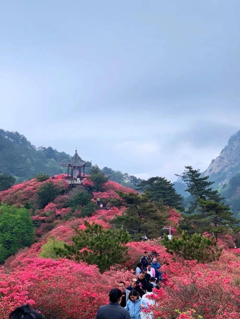 麻城看杜鹃最美时节已到,你准备好了吗?_旅游_龟峰山_景区