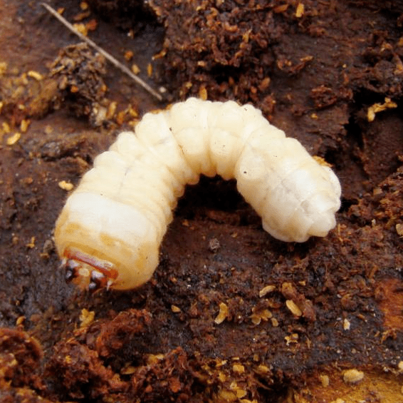 桃红颈天牛幼虫主要病害海棠锈病海棠锈病的病原菌为山田胶锈菌