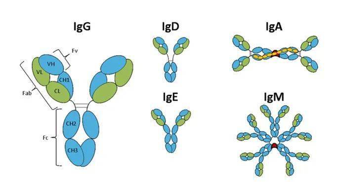 卓越平台:汉腾生物双特异性抗体和lgm的开发策略丨会员动态_双抗_工艺