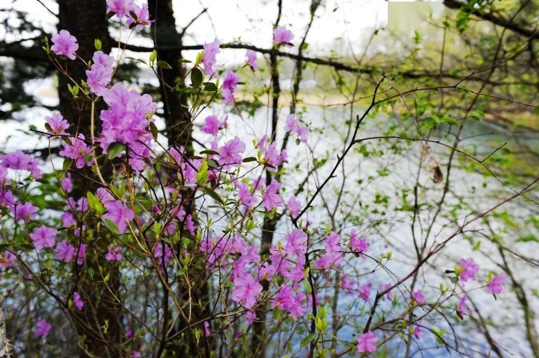 龙湾_辉南县_旅游节