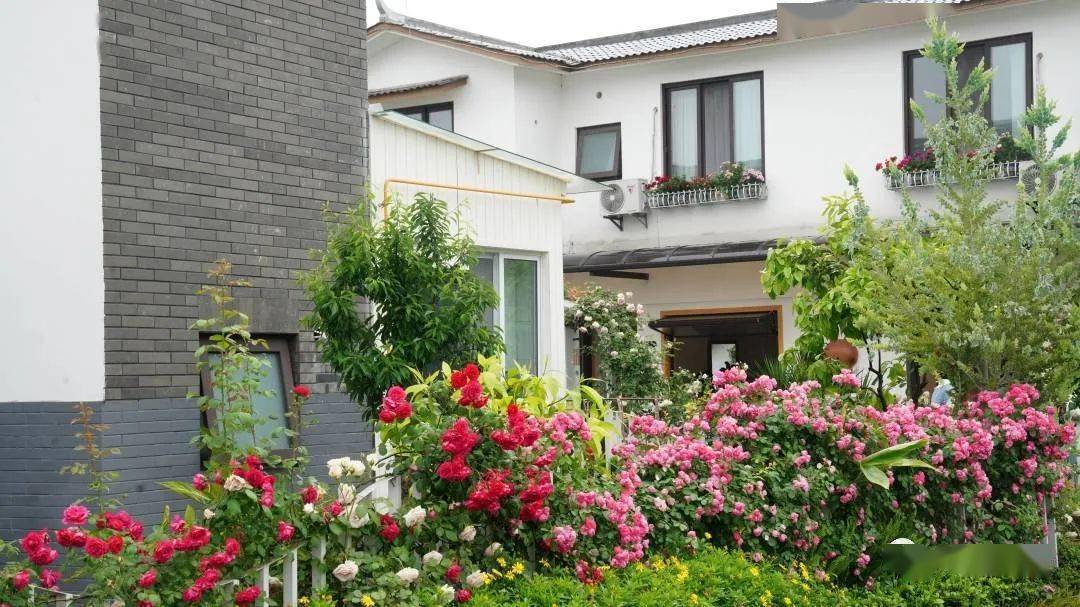 蔷薇,月季盛放!崇州这个地方美出新境界,快来打卡_五星村_生活_乡村