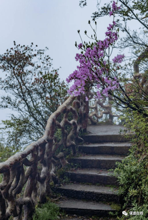 利川苏马荡杜鹃花图片