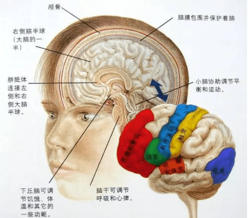 莲藕种子（莲藕种子直接扔池塘能发芽吗） 第5张