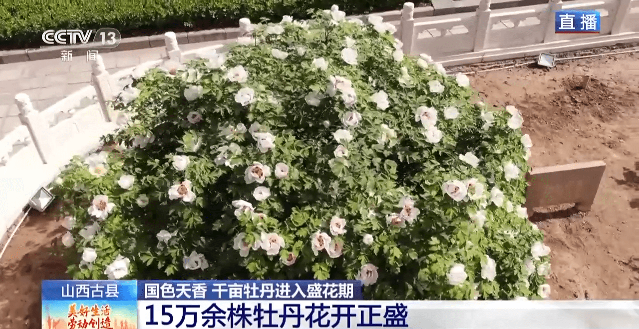 小狗种美丽鲜花（小花狗一般是什么品种） 第7张