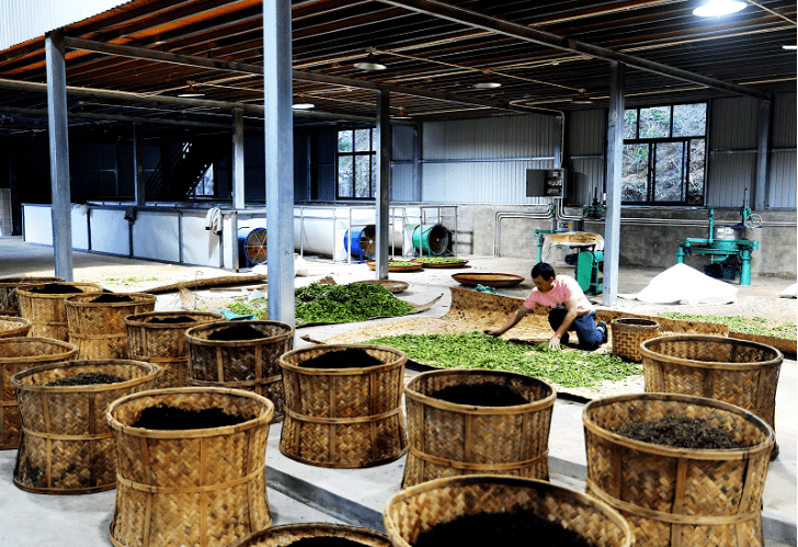 自贡茶叶:川南地区的新绿之魂