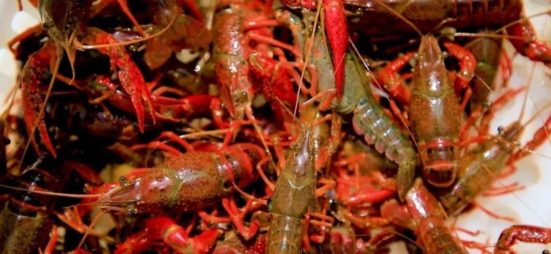 鱼台生态龙虾