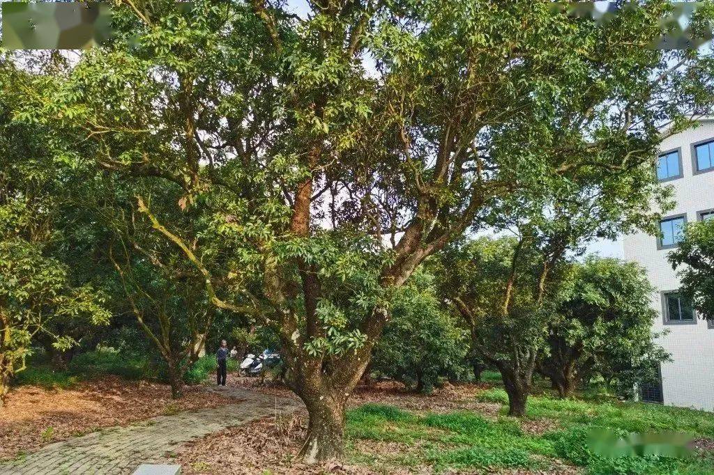 高州市根子镇柏桥村首批推出合作的荔枝园区高州市根子镇柏桥村柏桥村