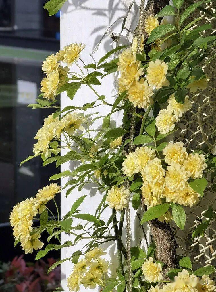 满院清香四月时--木香_菊科_植物_香气