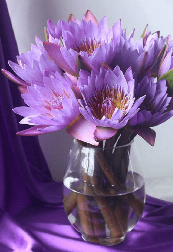 向日葵,芍药19.9元抱走10朵!多肉绿植低至3.8元!颜值高好打理!