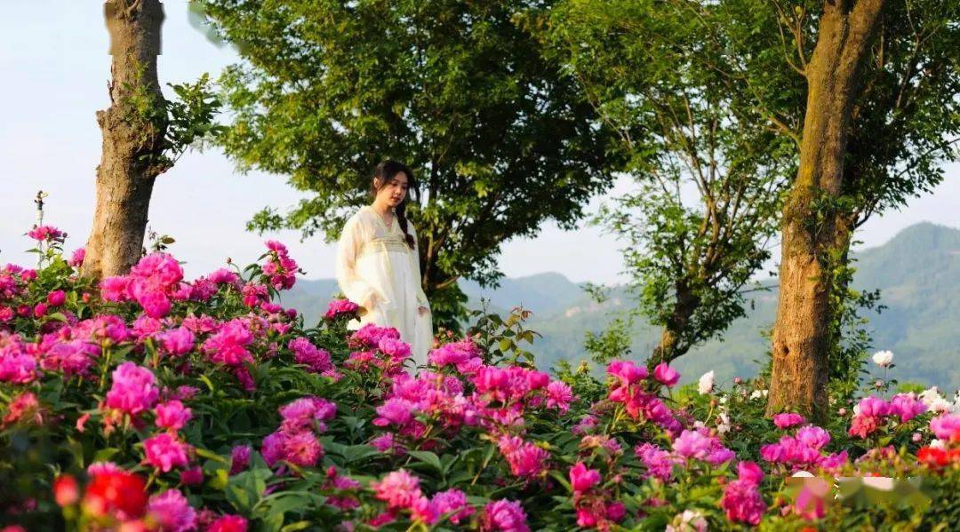 据了解,五一花遇湾牡丹园是目前汉阴县面积最大,种植最集中的牡丹园