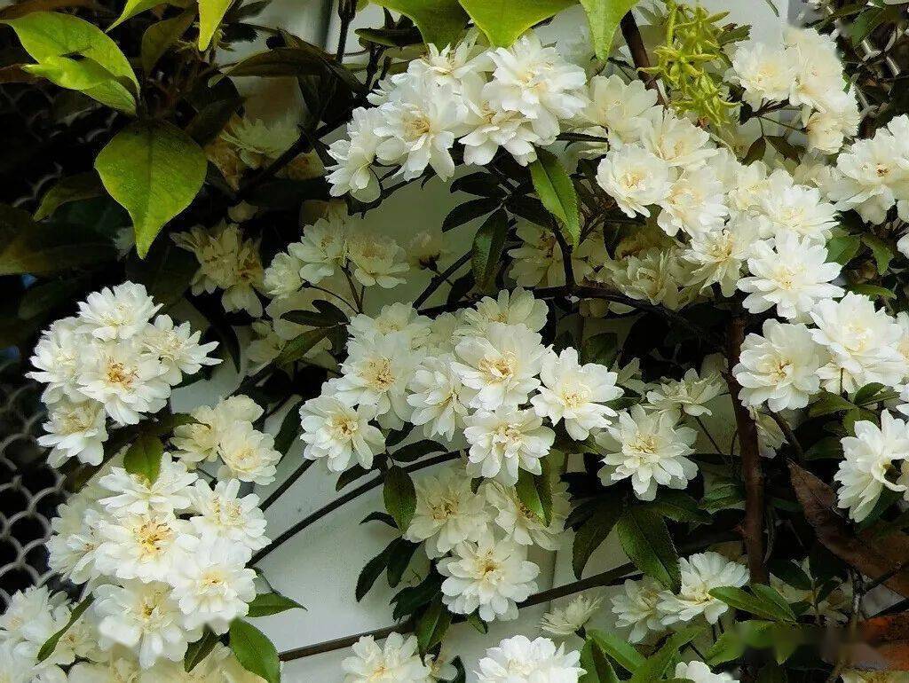 满院清香四月时--木香_菊科_植物_香气