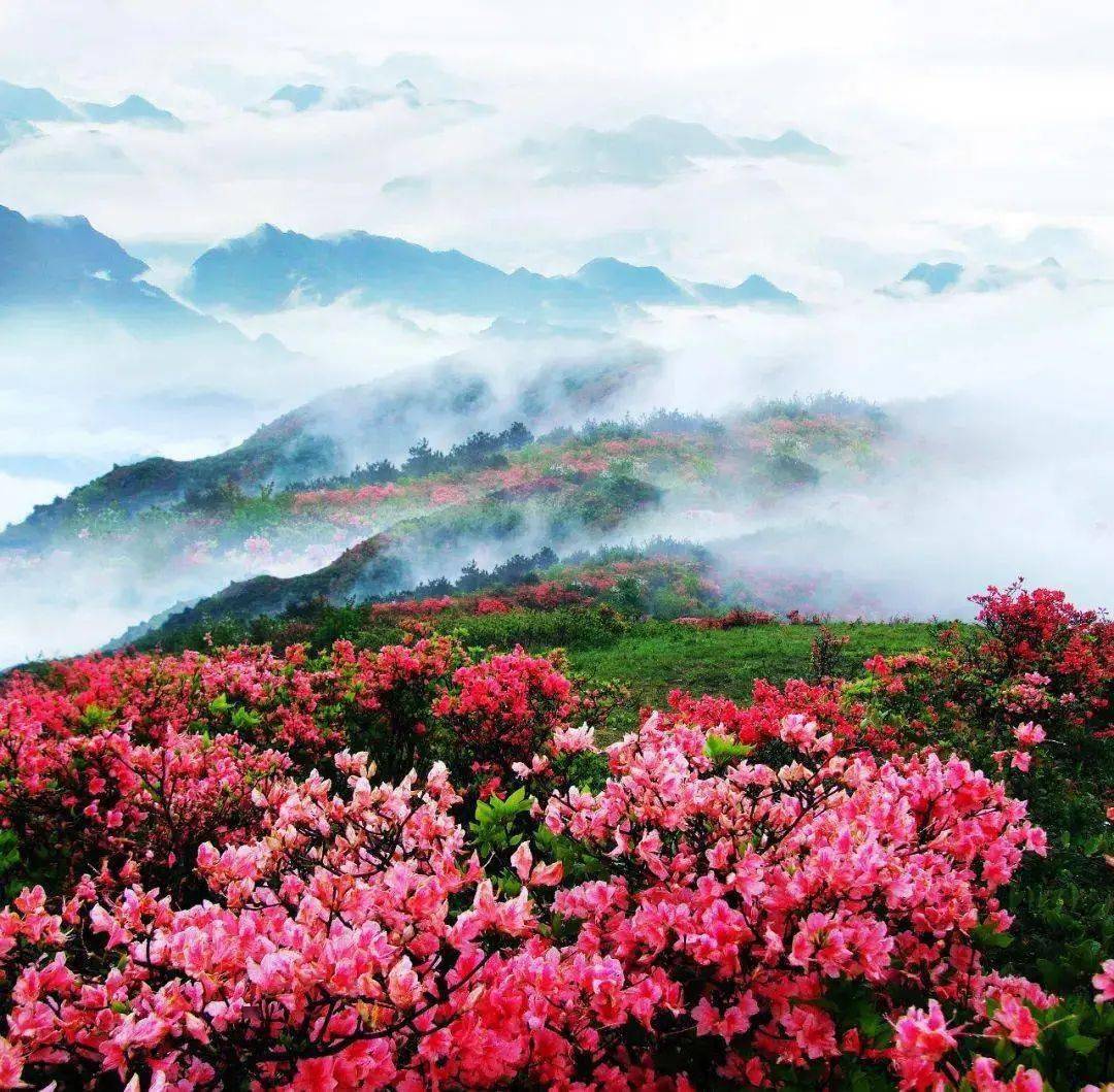 "五一"期间,天气晴好,在龙游县六春湖景区,满山杜鹃盛开,秀丽的风光
