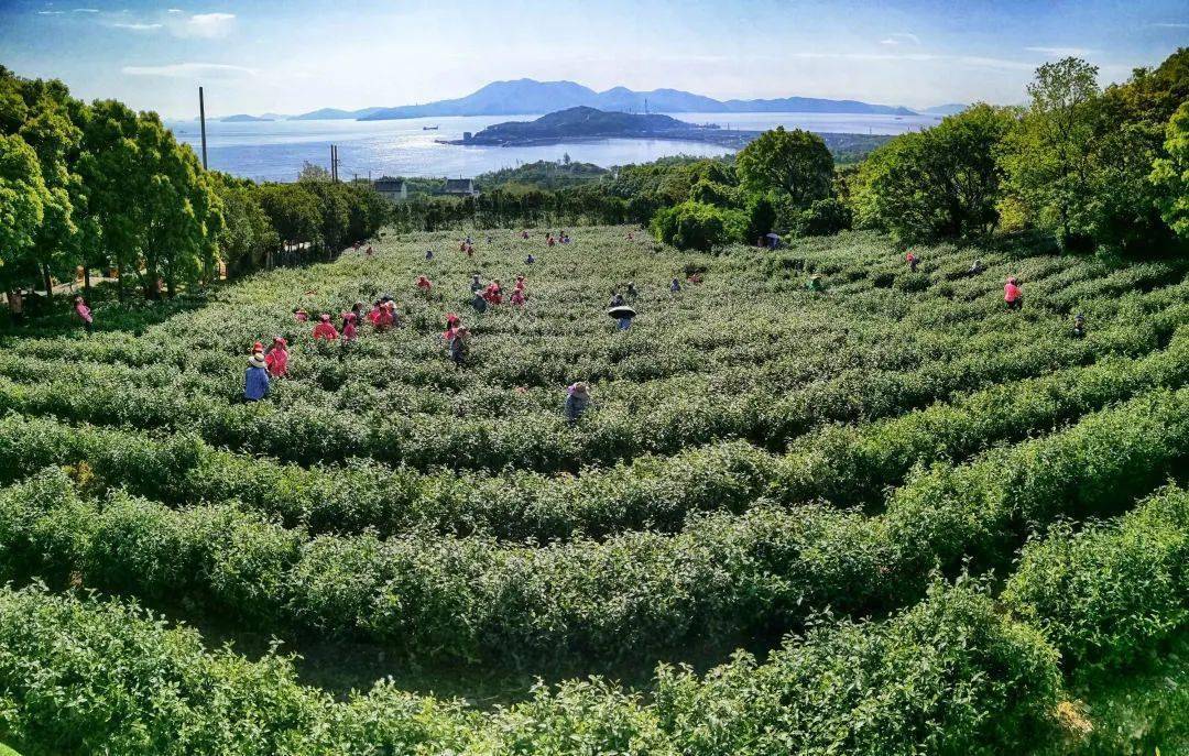 普陀佛茶又叫普陀山云雾茶,作为绿茶类古茶品种之一,以佛茶冠名,离不