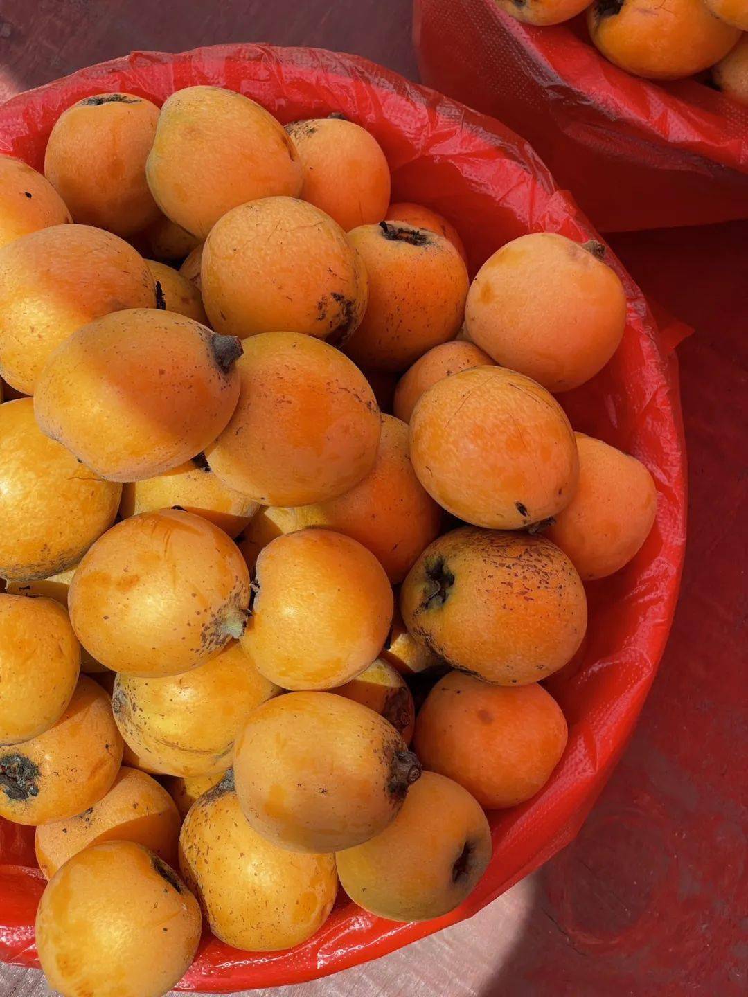 04仁寿文宫枇杷