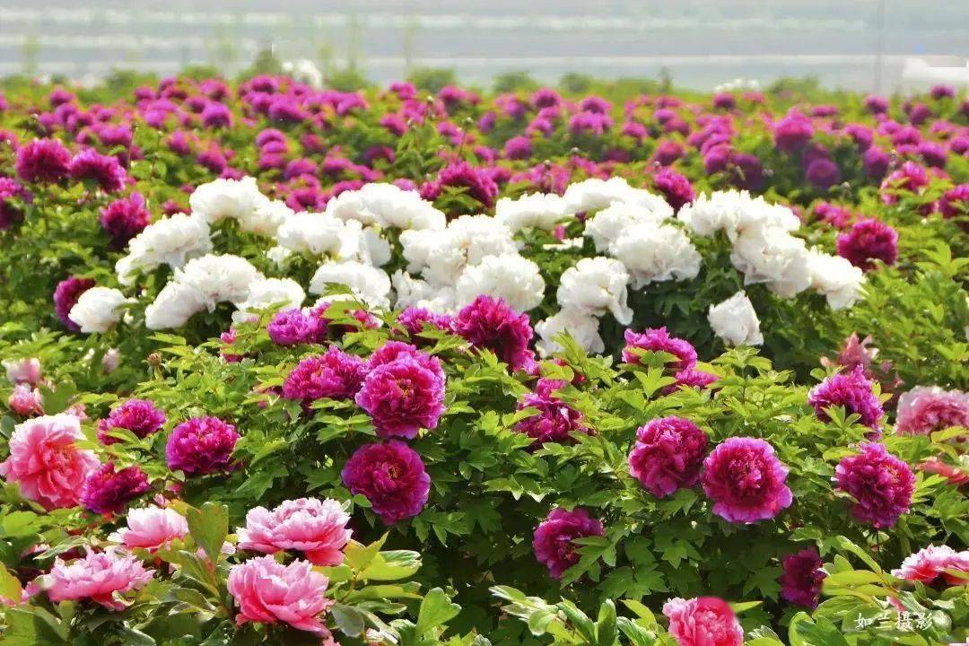 延庆国色牡丹园明日开园——_大榆树镇_文明_北京