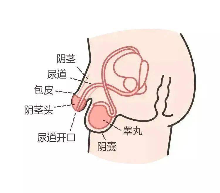 宝宝私处的异常情况千万别大意 男娃有 3 种