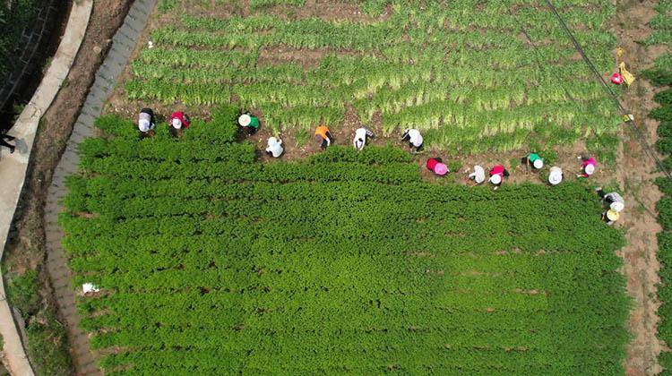 宜宾叙州：200亩薄荷喜获丰收