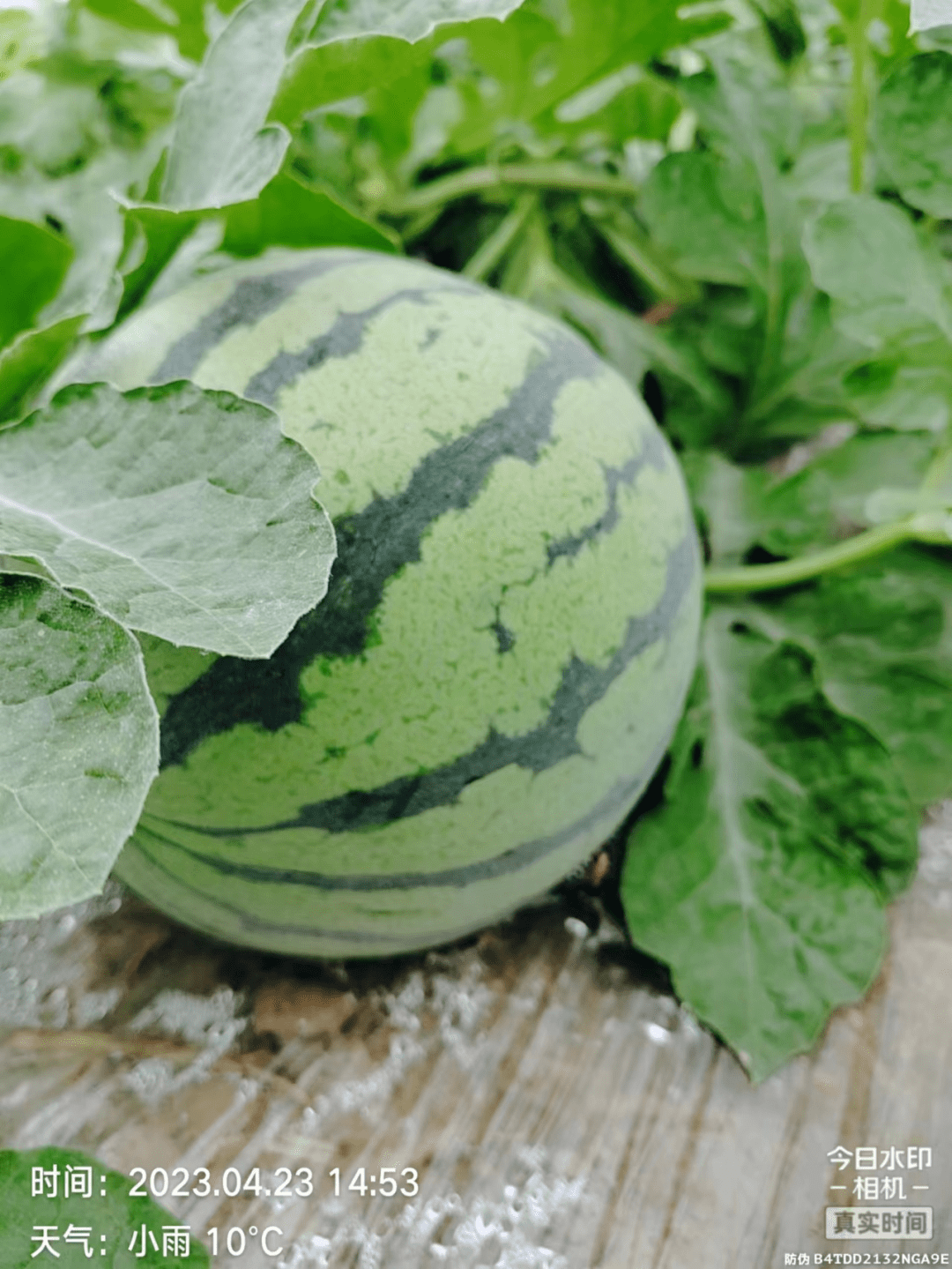 河北石家庄美都西瓜,烟台鲁厚甜网纹瓜,胶东各类桃子寻销路_价格_上市