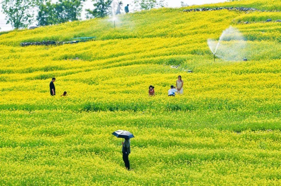 北京周边油菜花图片