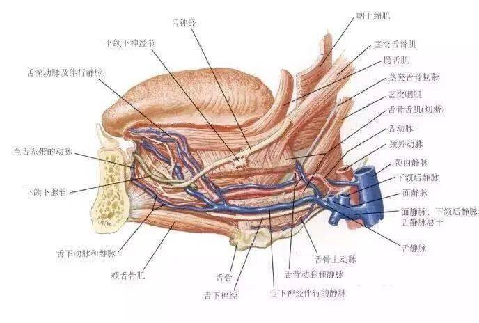 後方為會厭,下方以環甲膜連接環狀軟骨,環狀軟骨之下連接氣管環