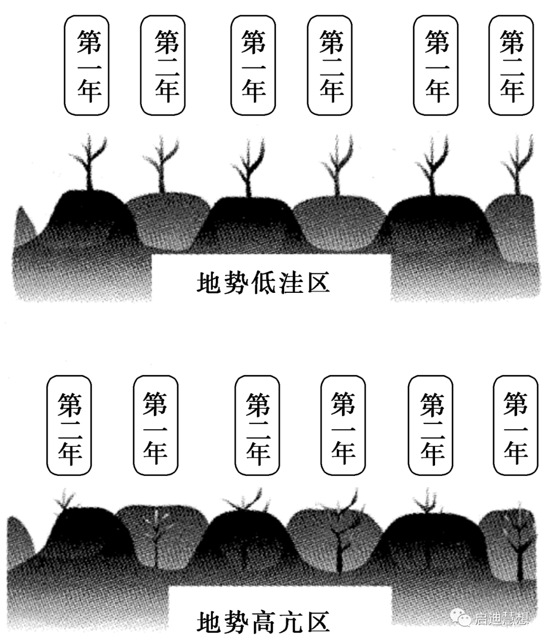 高沟垄作图片