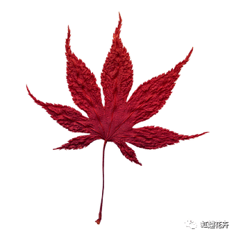 35种枫树赏色指南！叶比花美，越看越上头～