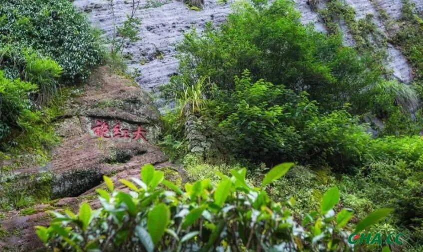 近日"同生共长就在武夷"首届大红袍文化节在天游峰御茶园景区举办,以